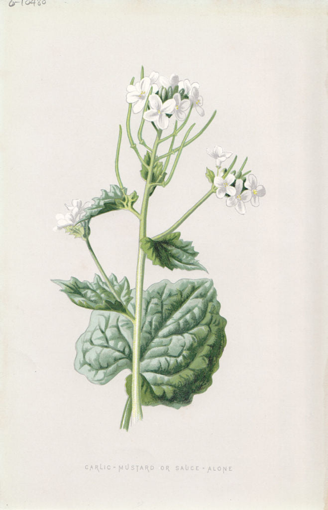 FLOWERS. Garlic-Mustard or Sauce-Alone c1895 old antique vintage print picture